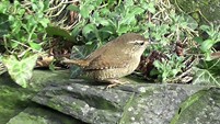 WREN IN THE ROCKERY